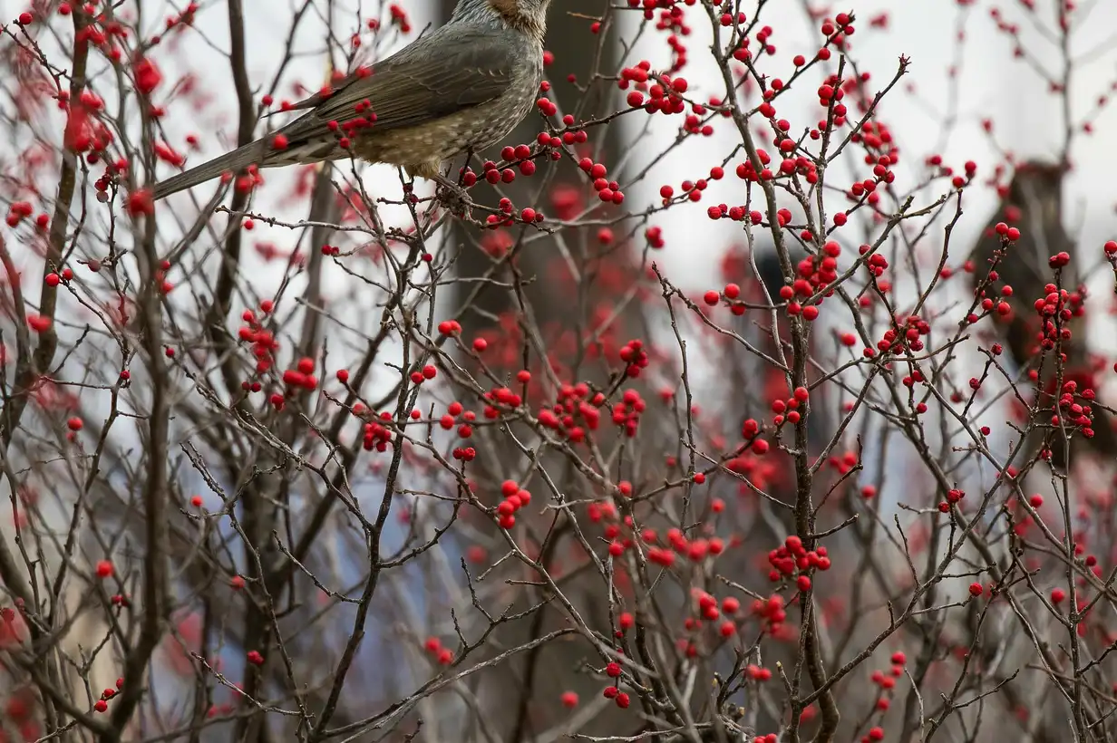Janvier au jardin : que faire ? Planter et tailler arbres et haies