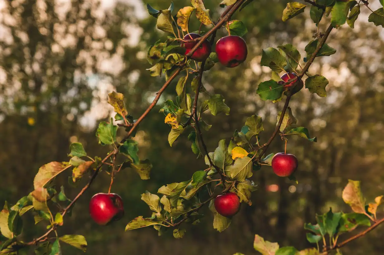 Janvier au jardin : que faut-il tailler ? 9 erreurs à éviter en 2026