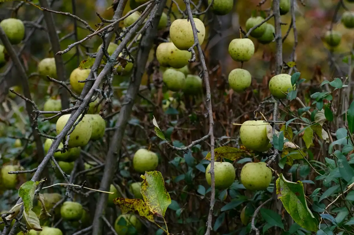 Janvier au jardin : que faut-il tailler au verger ? 7 gestes clés