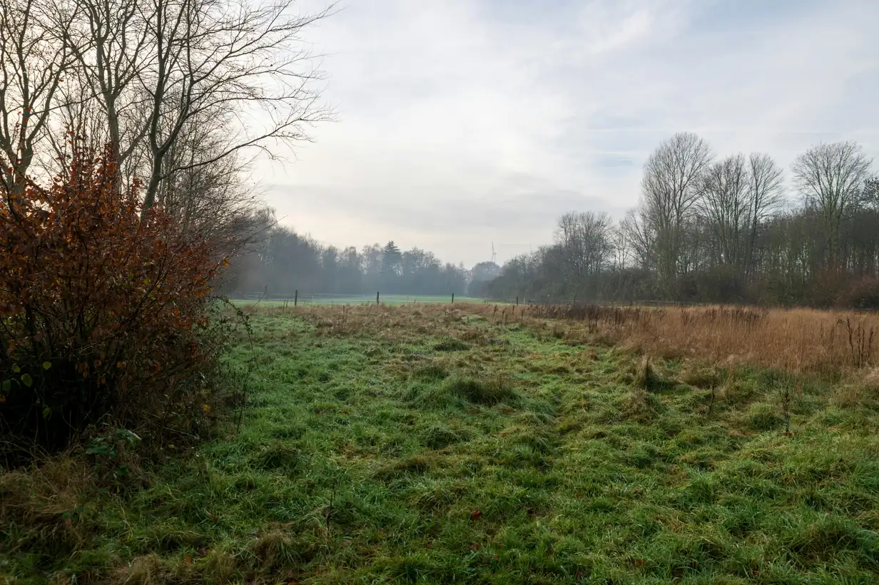 Janvier au jardin : que faut-il tailler dans les haies et arbustes ?
