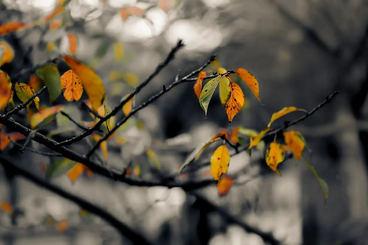 Janvier au jardin : que peut-on planter ? guide complet 2026