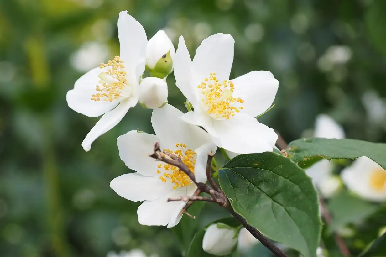 Jasmin d&rsquo;hiver : floraison lumineuse au coeur de la mauvaise saison
