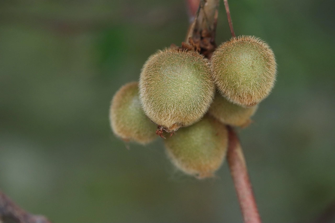 Kiwi autofertile et kiwaï : quelles variétés choisir au jardin