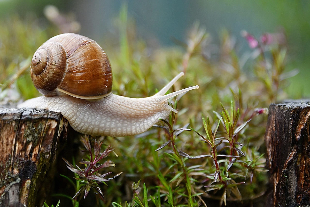 L&rsquo;escargot au jardin : 11 erreurs à éviter absolument en 2026