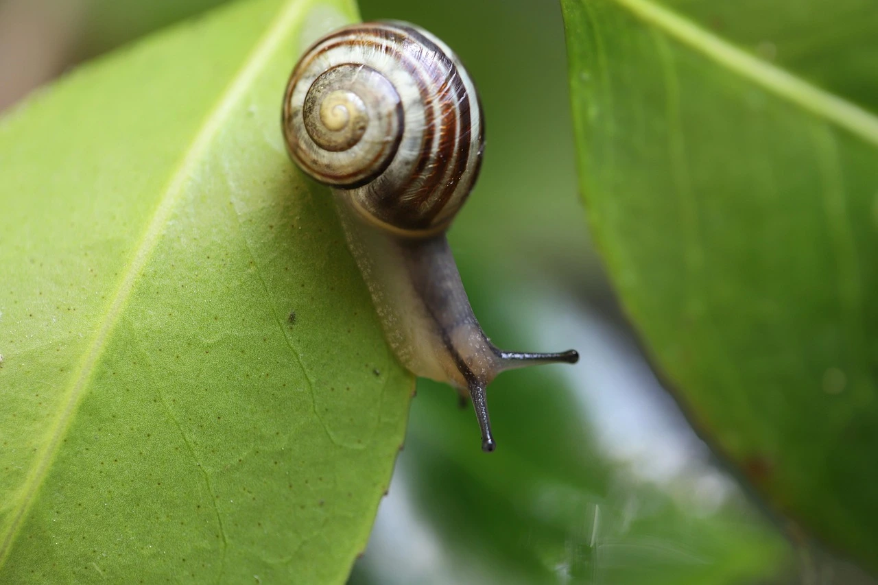 L&rsquo;escargot au jardin : guide complet pour cohabiter en 2026