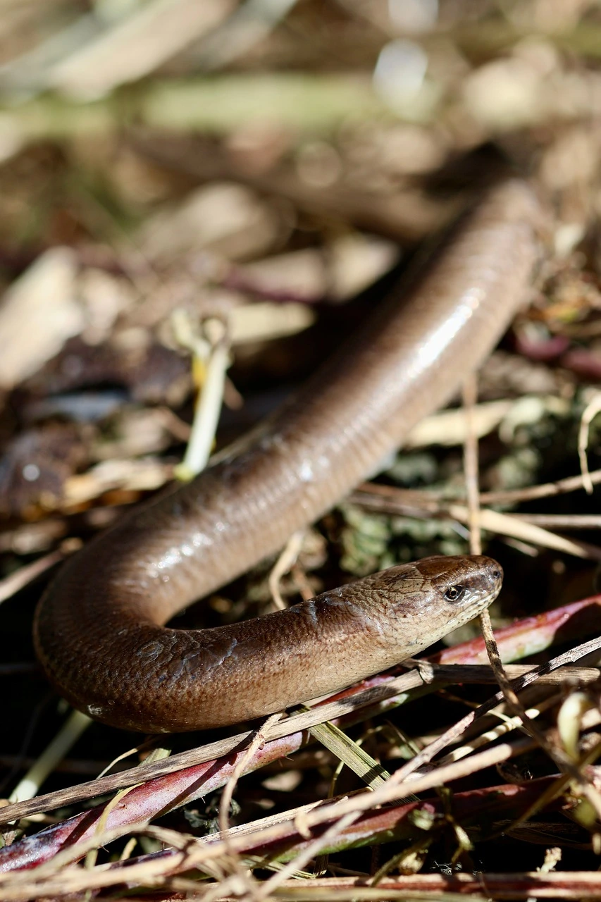 L&rsquo;orvet au jardin : 7 gestes pour le protéger en 2026