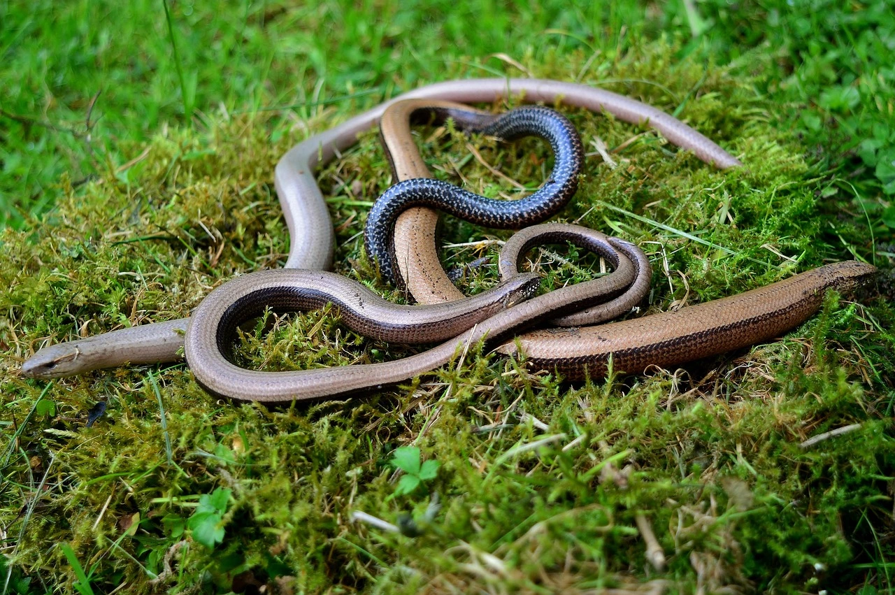 L&rsquo;orvet au jardin : le guide complet pour le protéger en 2026