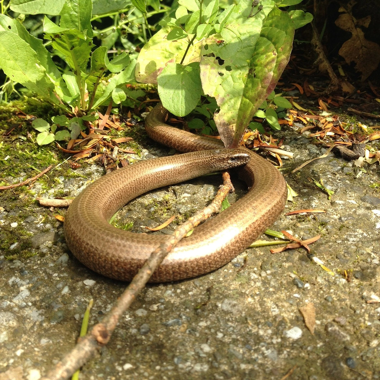 L&rsquo;orvet est il dangereux ? Tout comprendre pour jardiner serein
