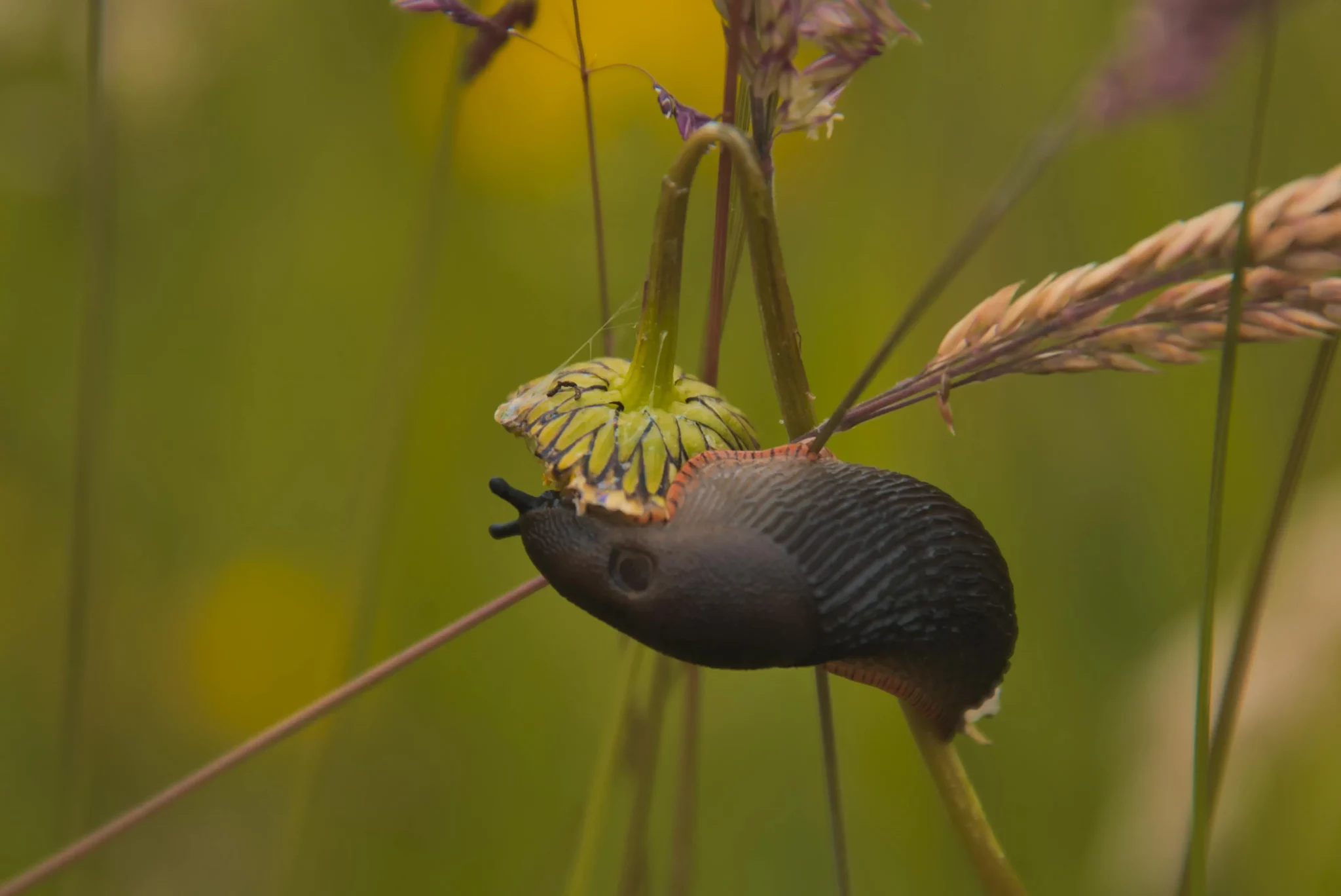 L&rsquo;orvet et les limaces : une solution naturelle pour le potager