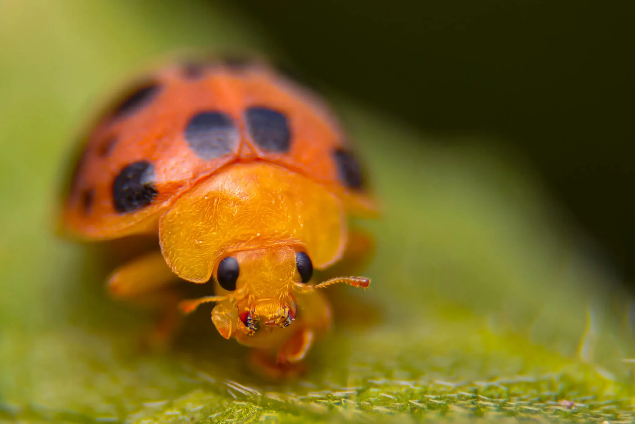 La coccinelle asiatique : la reconnaître et agir en douceur