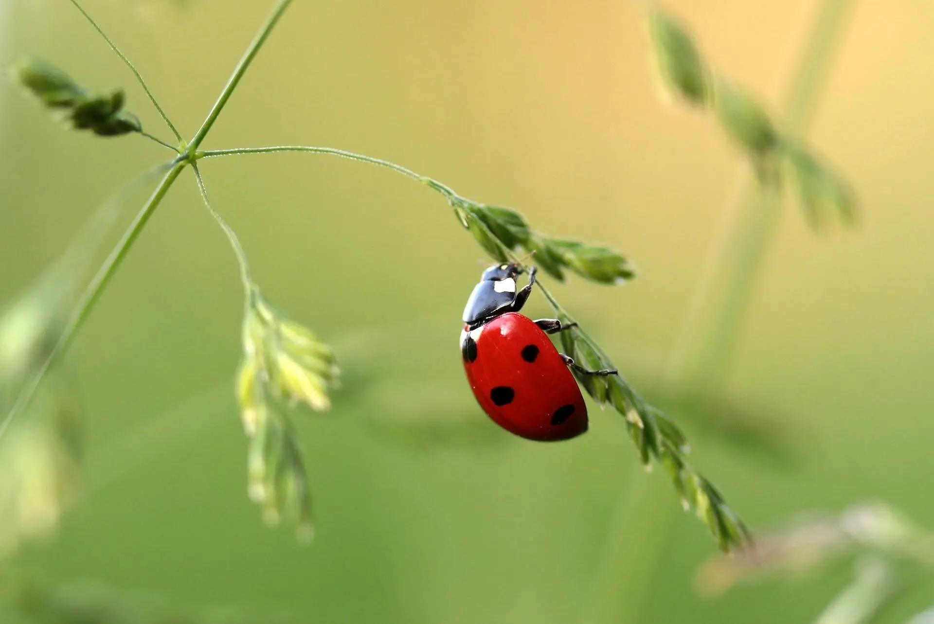 La coccinelle au jardin : le guide complet 2026