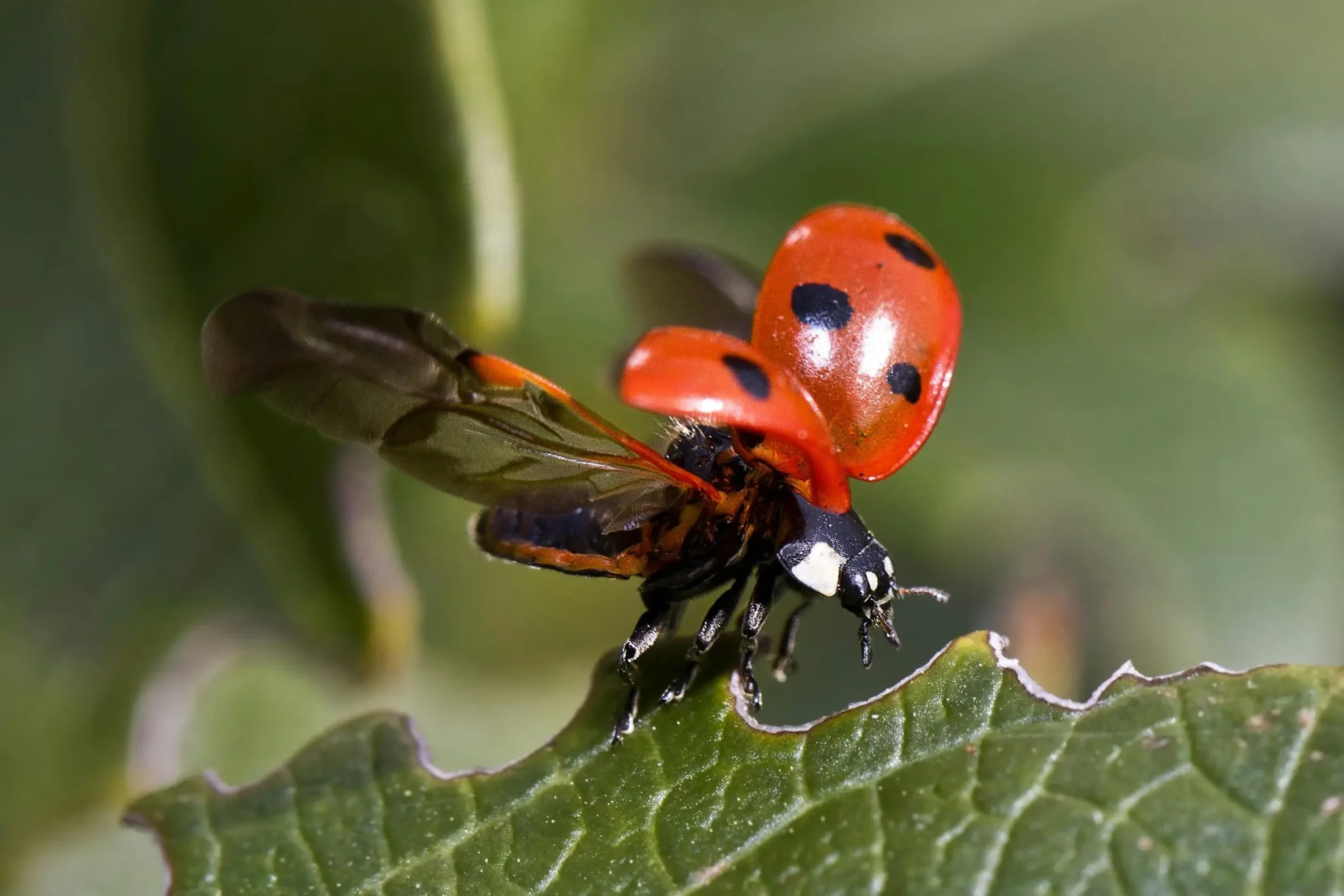 La coccinelle contre les pucerons : méthode naturelle efficace