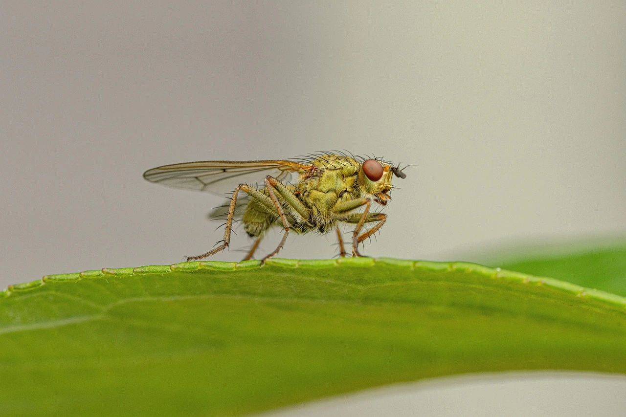 La mouche du chou : guide complet de lutte naturelle 2026