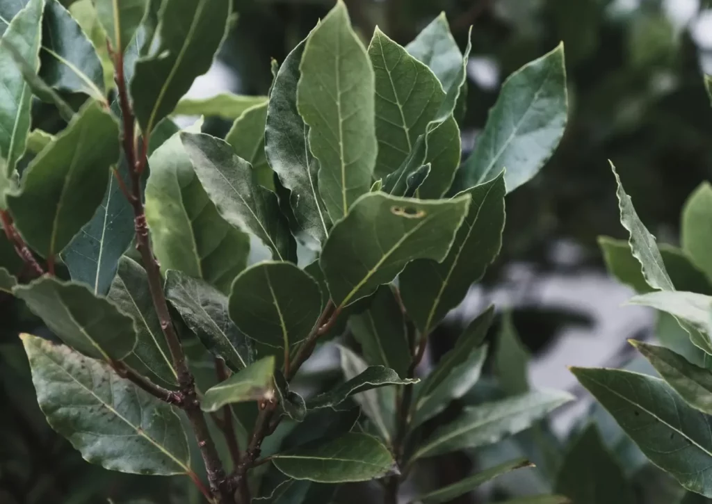 Laurier sauce : 7 erreurs à éviter pour un arbuste en pleine forme!