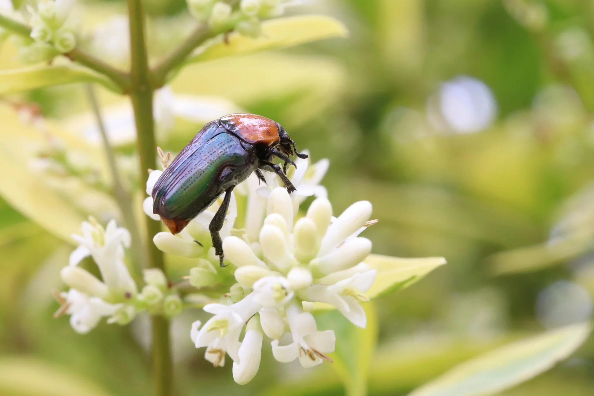 Le hanneton au jardin : le guide complet 2026 pour le gérer