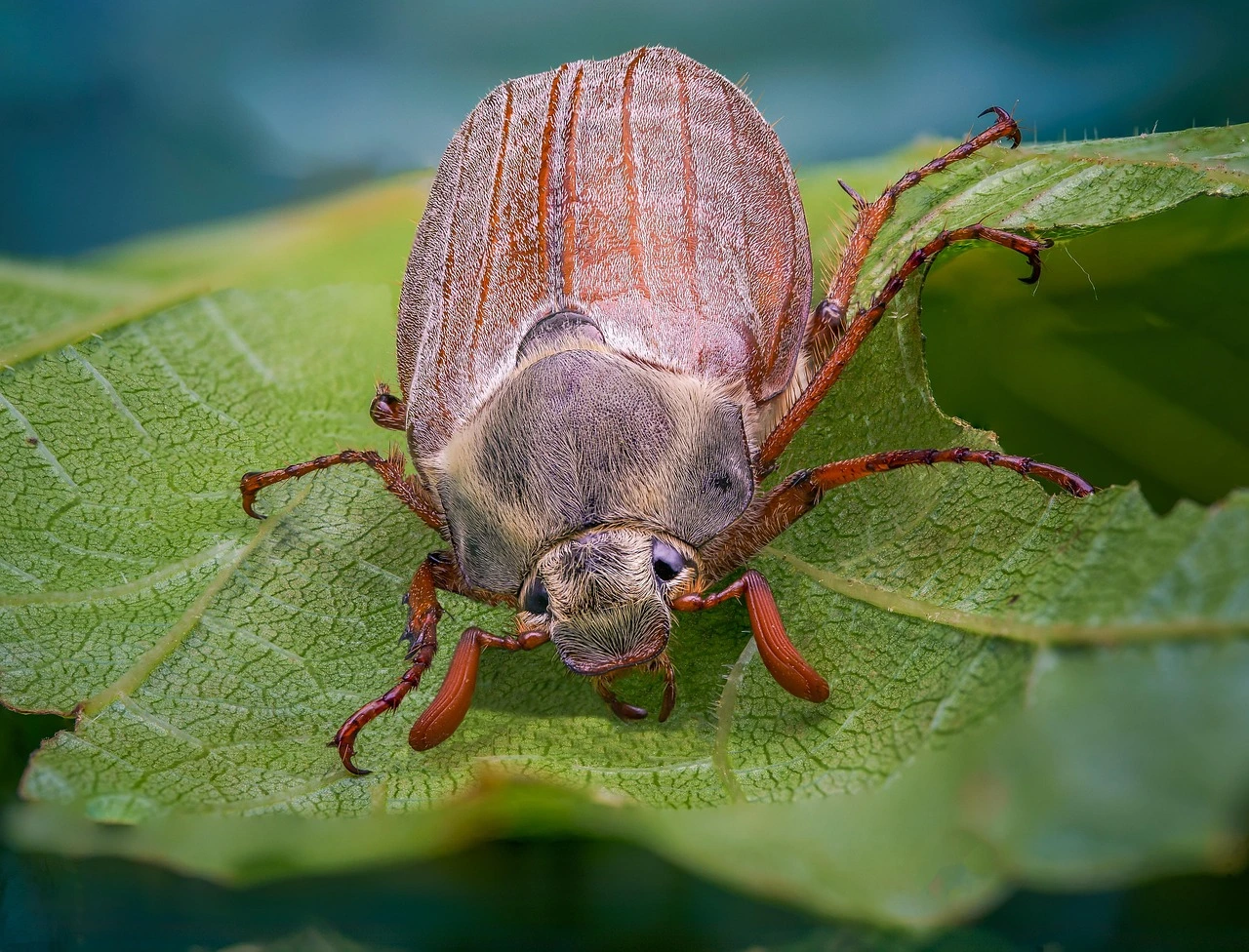 Le hanneton dans la pelouse : solutions naturelles pour le gazon