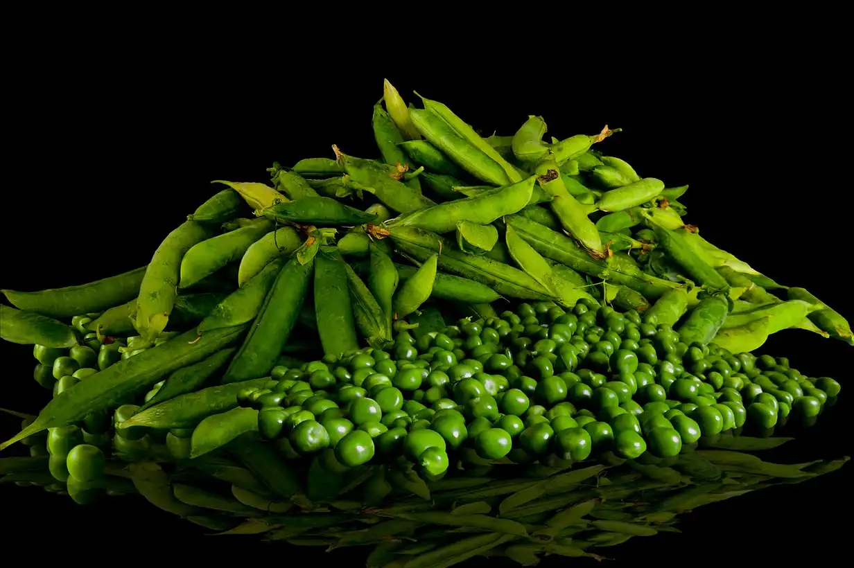 Les petits pois : variétés et choix pour un potager gourmand 2026