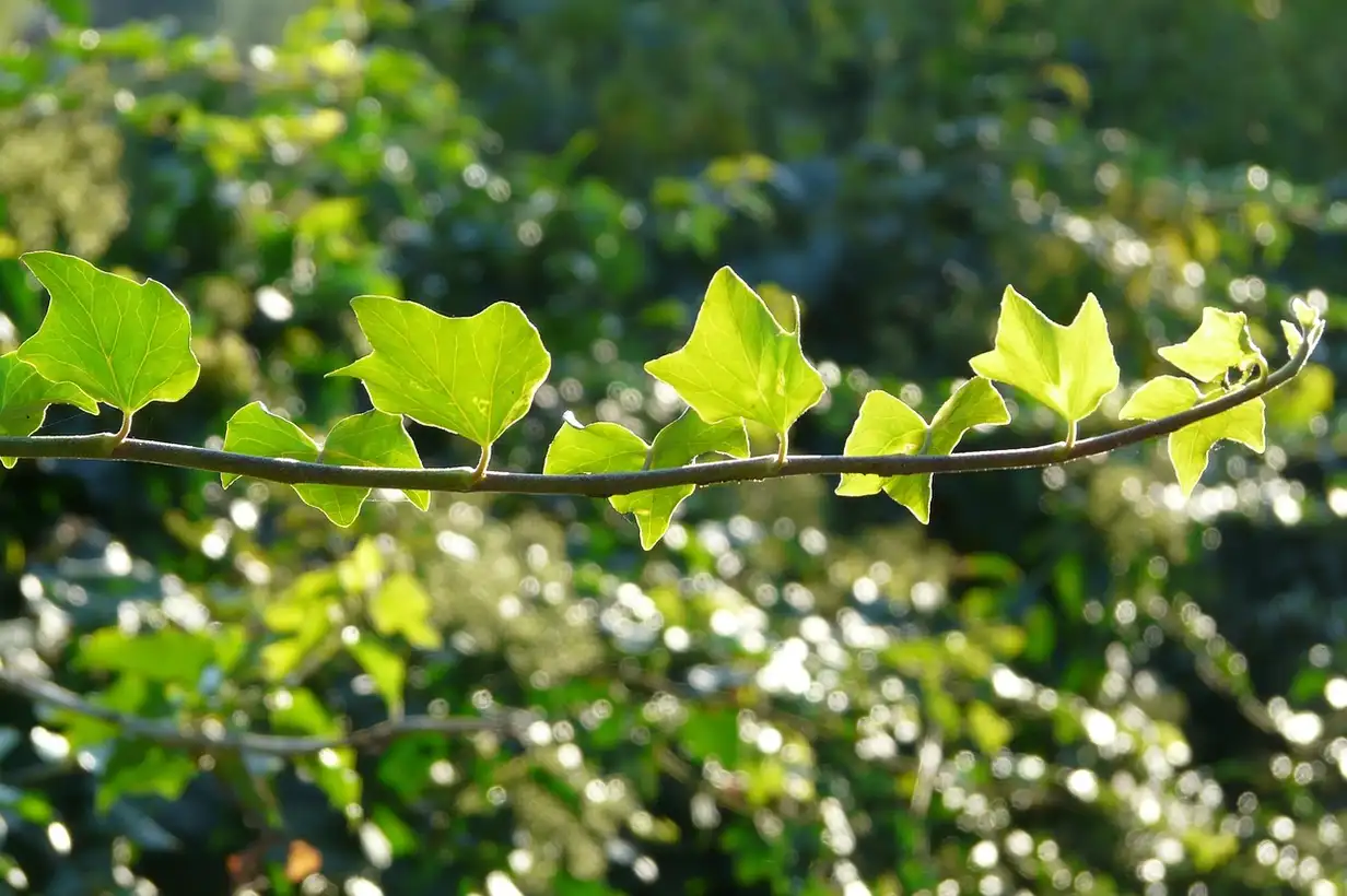 Lierre envahissant : 7 erreurs à éviter au jardin en 2026
