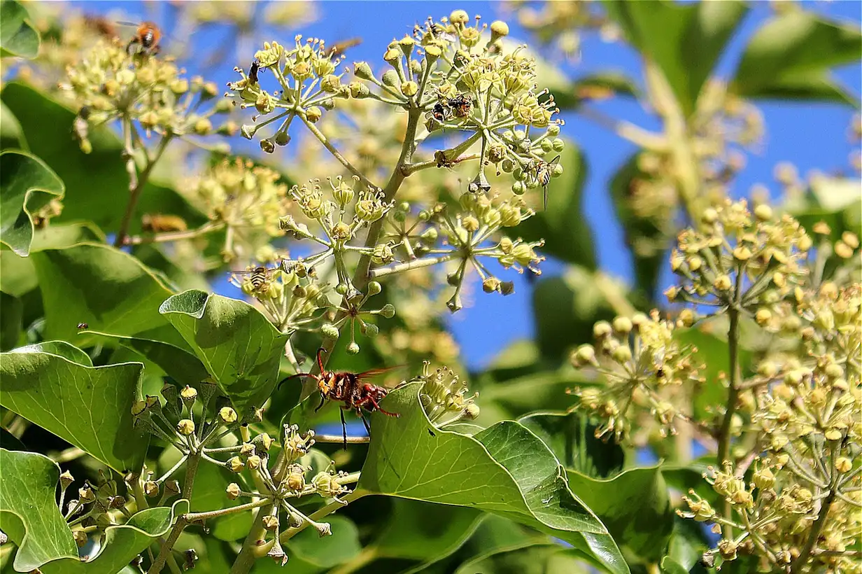 Lierre : guide complet pour le cultiver et le maîtriser 2026
