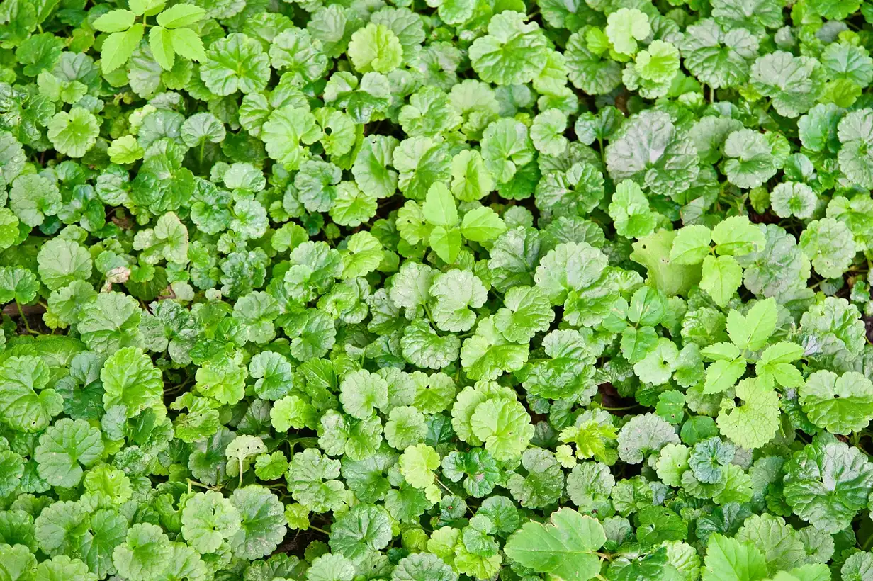 Lierre terrestre envahissant : 7 gestes simples pour le maîtriser au jardin