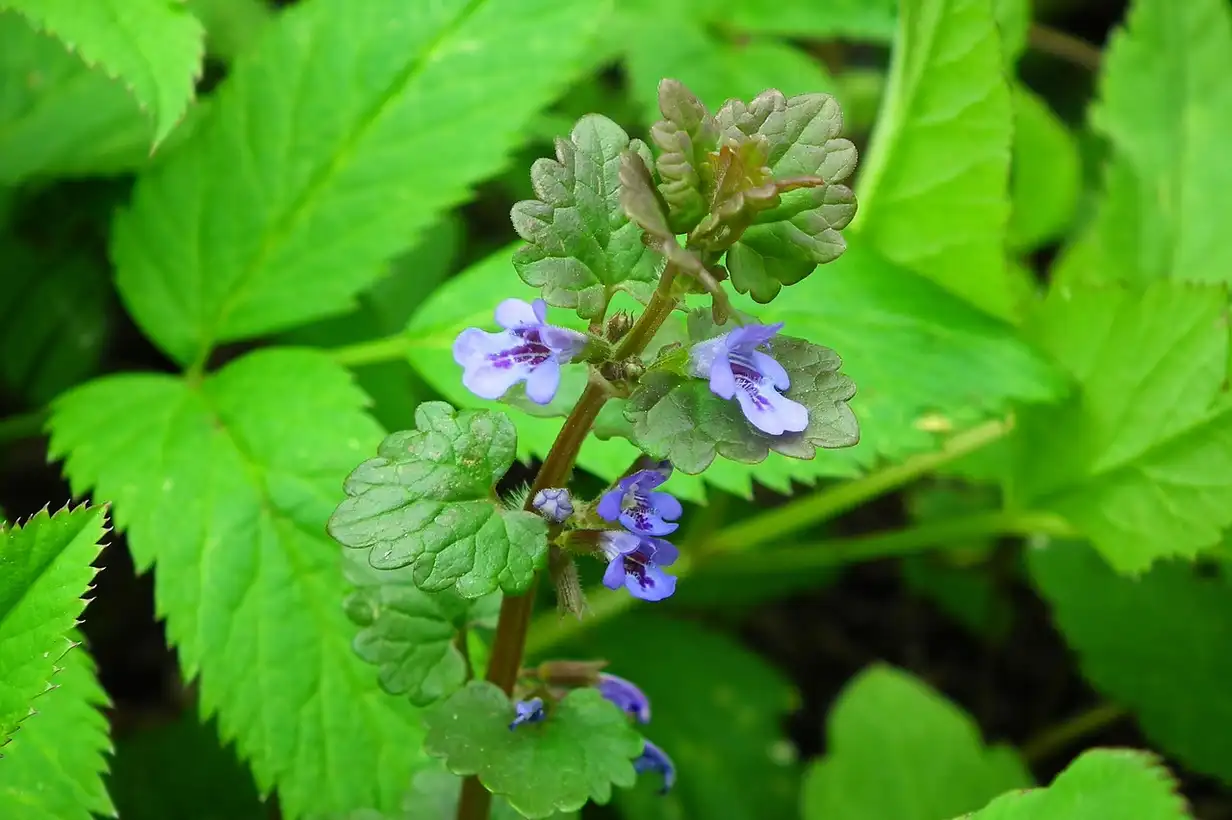 Lierre terrestre : guide complet pour le reconnaître et l’utiliser 2026