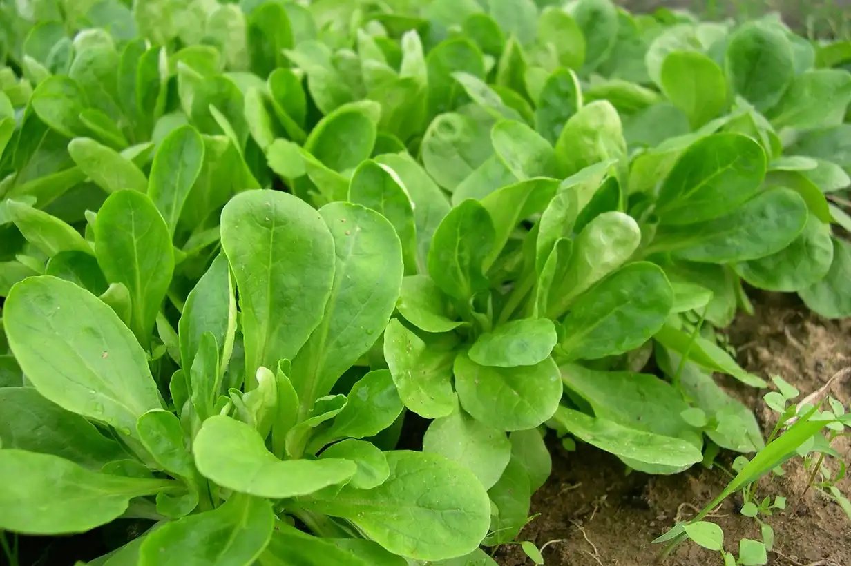 Mâche : guide complet pour la cultiver au potager en 2026
