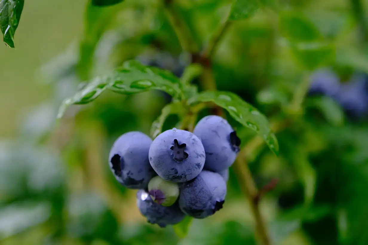 Myrtille en pot : réussir une belle récolte sur balcon en 2026