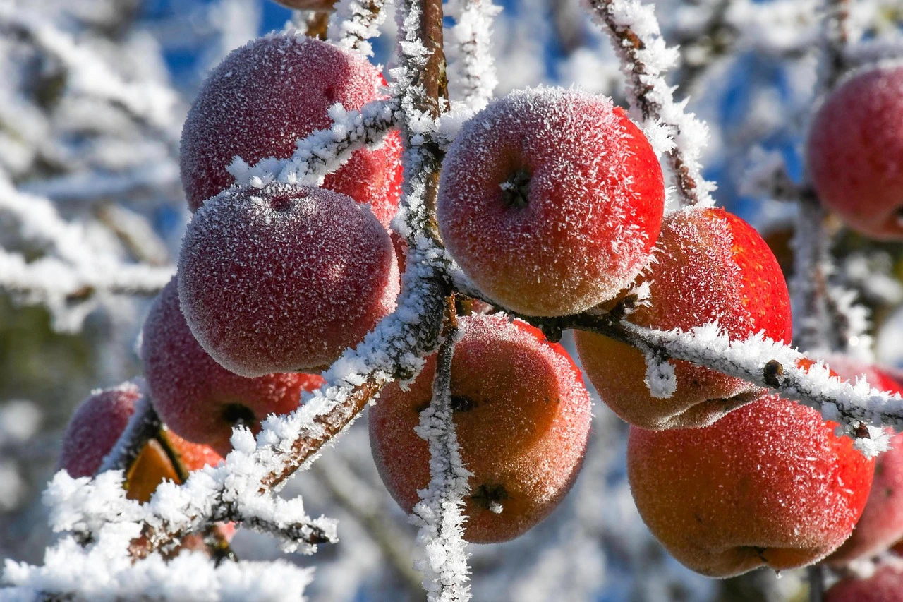 Noël: décorer sa maison avec les fruits et fleurs du jardin en Decembre : 15 idées de couronnes et centres de table