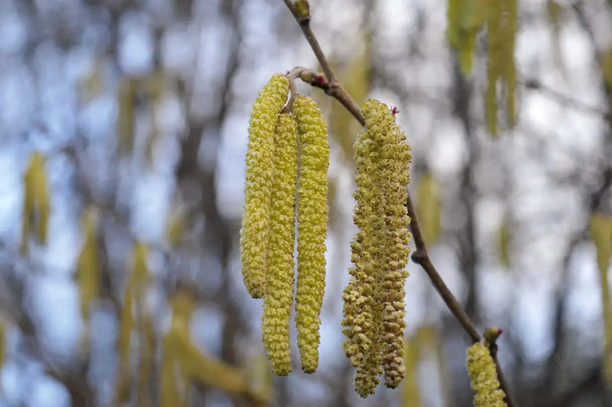 Noisetier : 7 variétés incontournables à planter au jardin