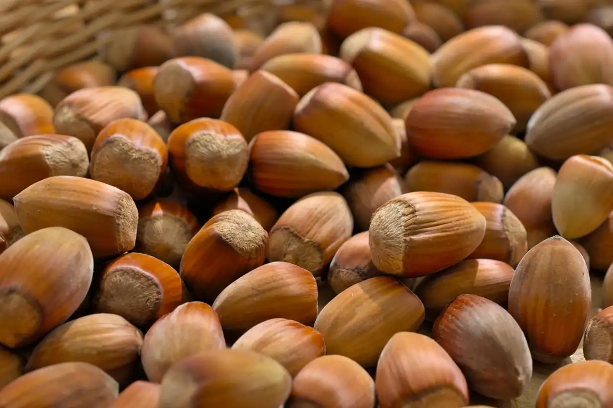 Noisetier : récolter et conserver les noisettes comme un pro