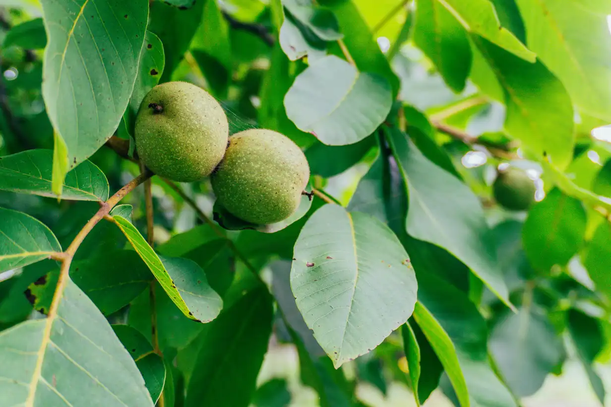 Noyer : 7 erreurs à éviter pour un arbre sain et productif