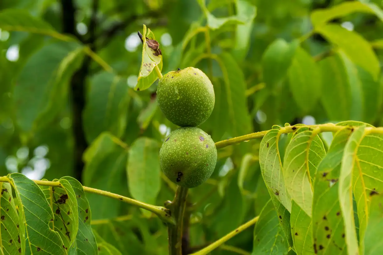 Noyer : guide complet pour planter, entretenir et récolter 2026