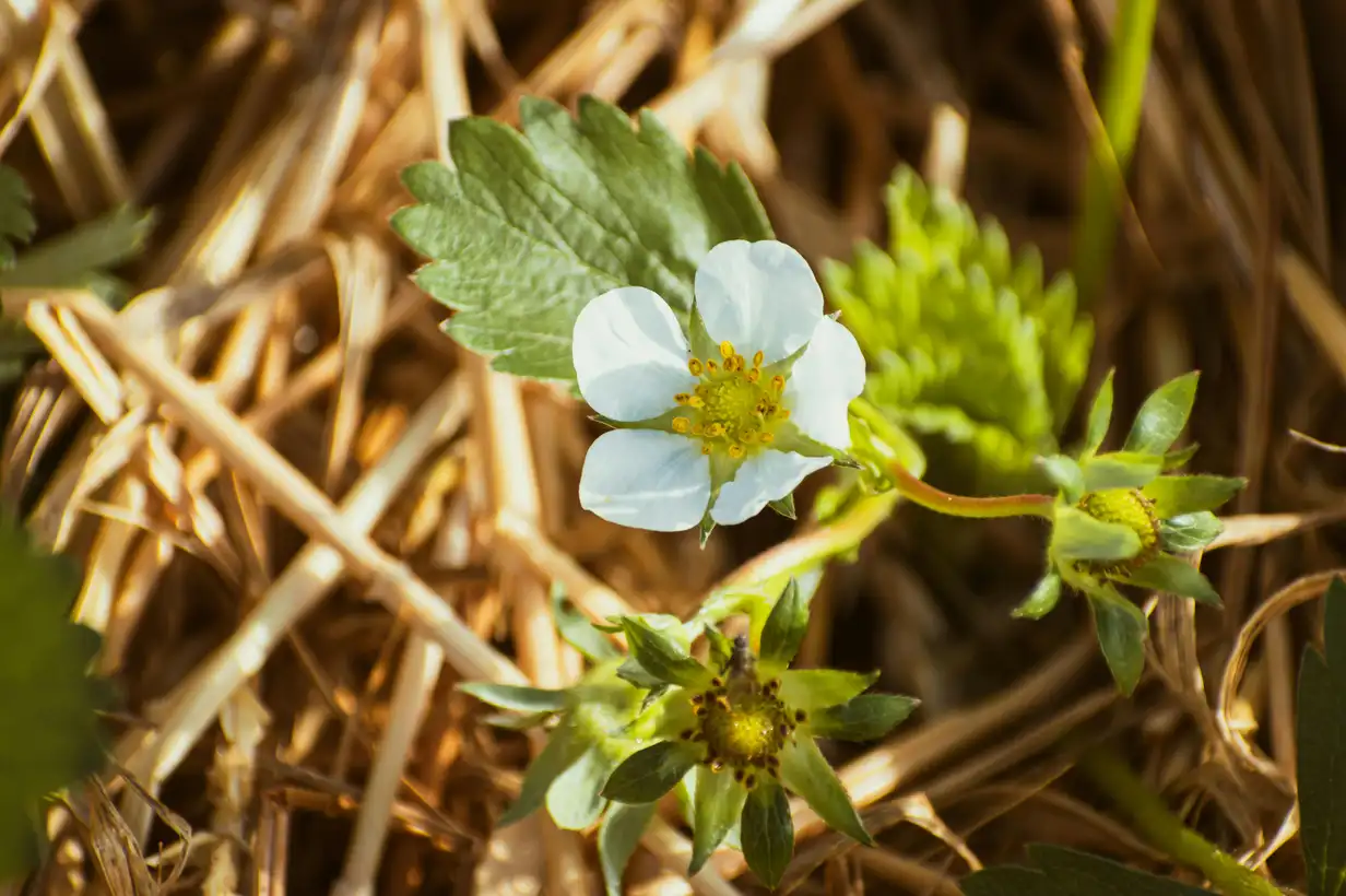 Paillage d’hiver : protéger le potager et le sol en douceur