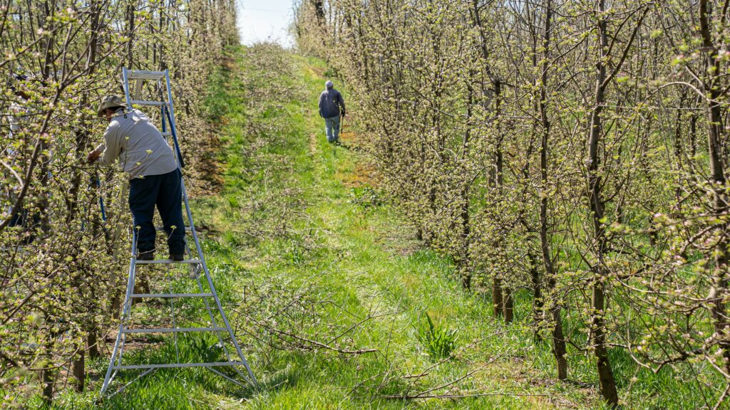 Astuce pour tailler les fruitiers : le guide complet pour réussir en 2026