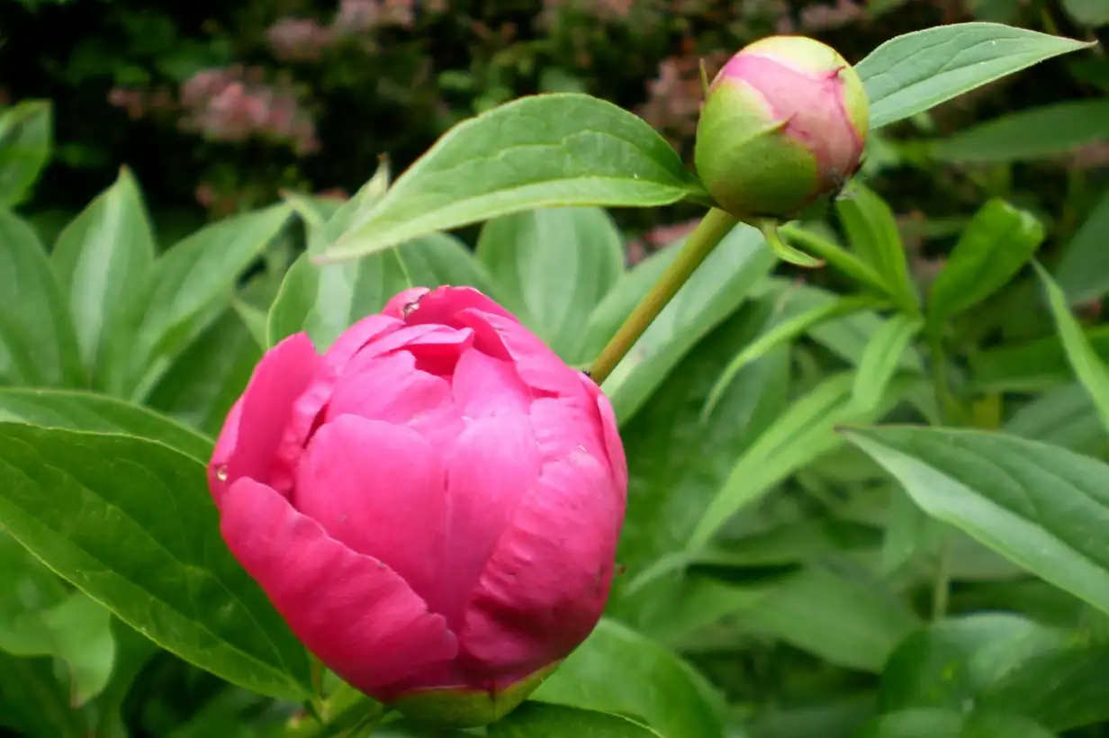 Pivoine : 7 erreurs à éviter pour une floraison spectaculaire