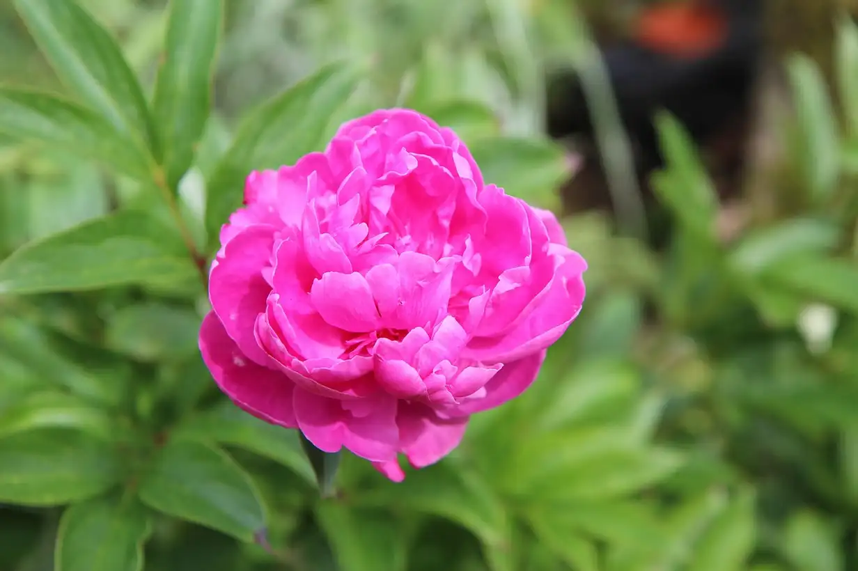 Pivoine : guide complet pour réussir sa floraison au jardin 2026