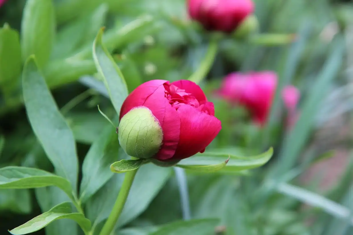Pivoine : les plus belles variétés à planter au jardin en 2026