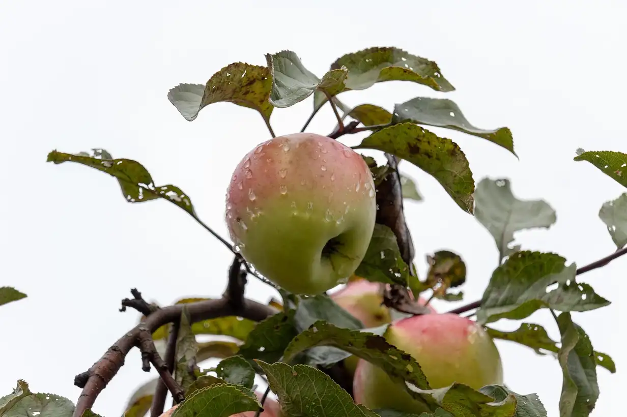 Planter des arbres en janvier : conseils et précautions, 7 erreurs à éviter