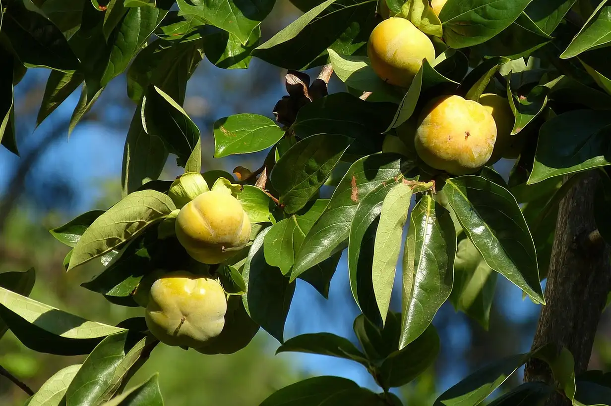 Plaqueminier ou arbre à kaki : maladies et problèmes courants, solutions naturelles