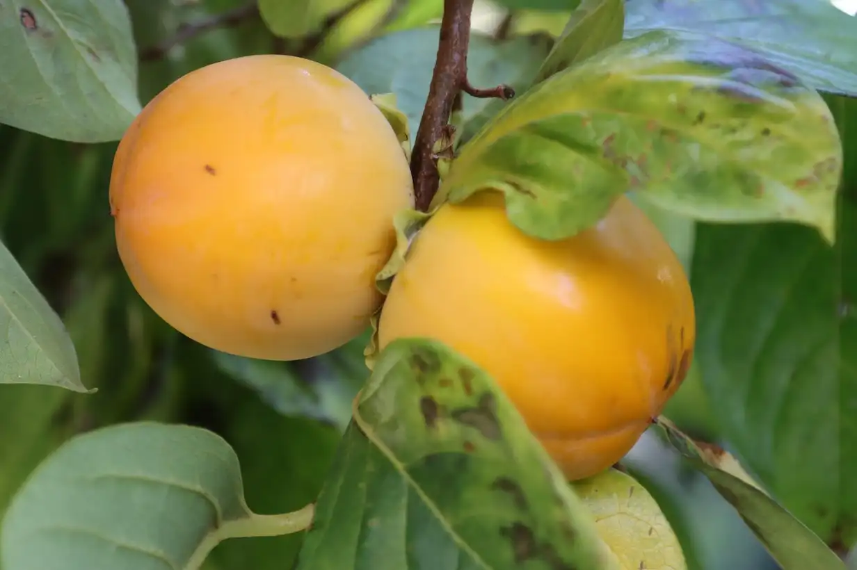 Plaqueminier ou arbre à kaki : réussir la taille douce et la mise à fruits 2026