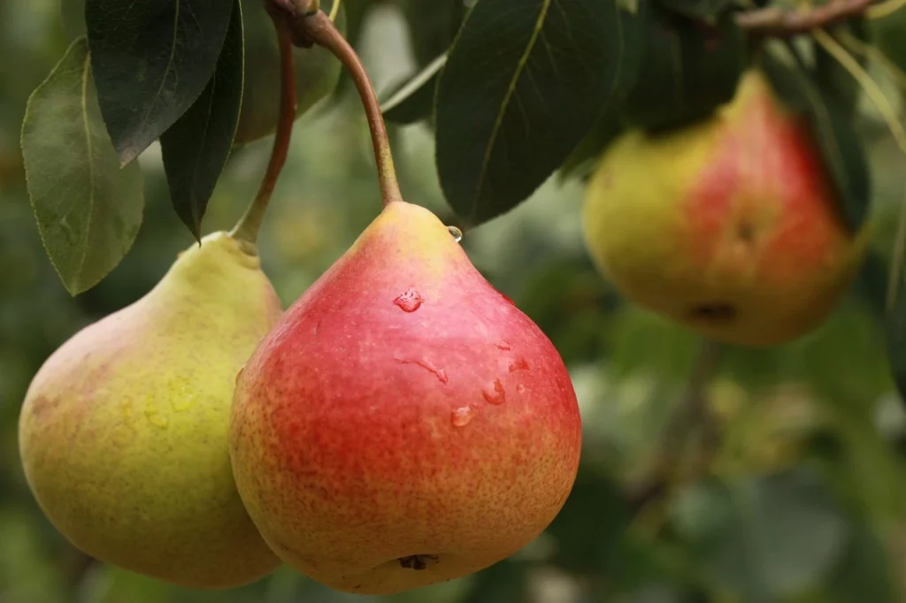 Poire : 9 variétés incontournables à planter dans votre jardin