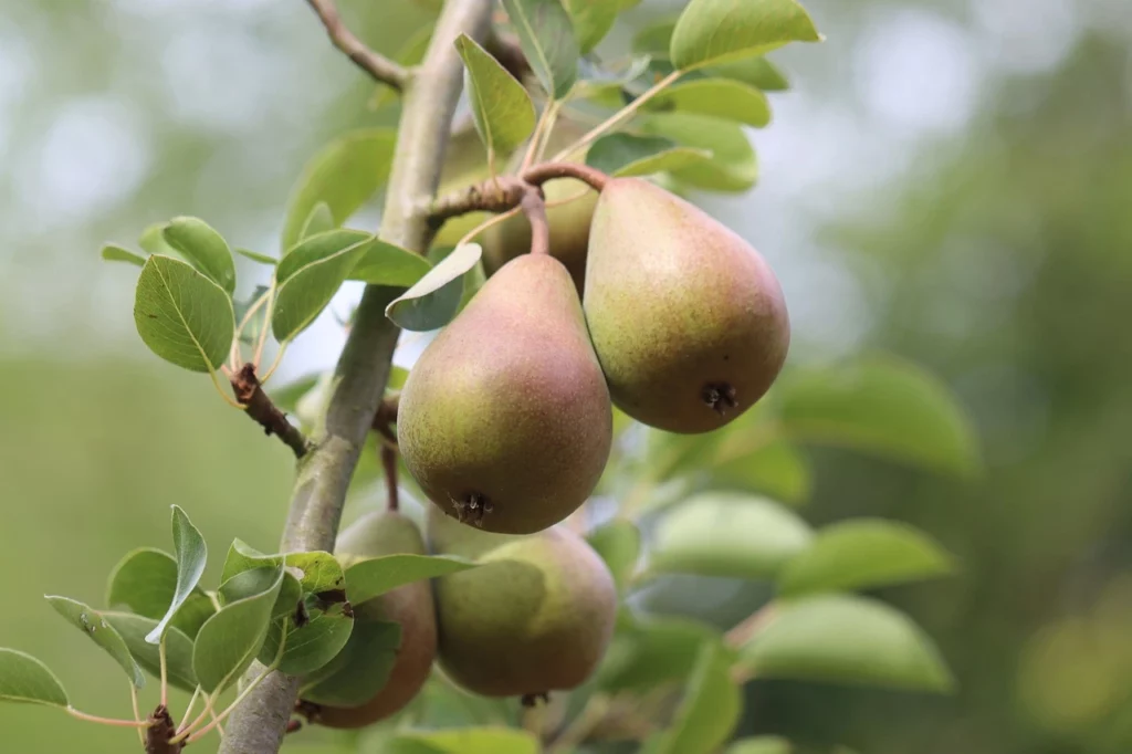Poire : bien récolter et conserver vos fruits
