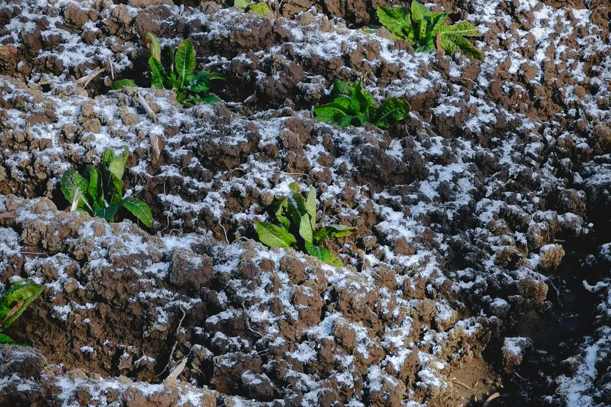 Potager : bien commencer l’année 2026, calendrier de semis et plantations