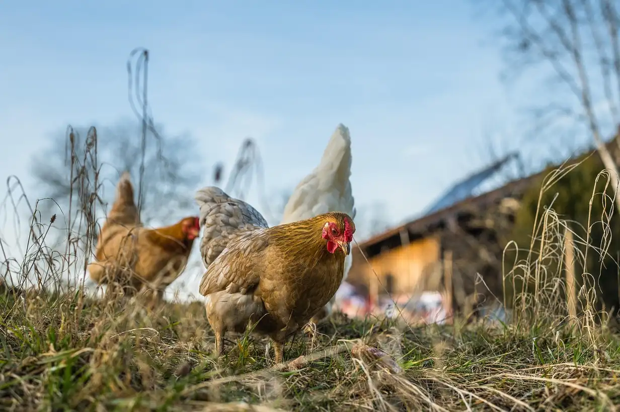 Poules au potager : 7 erreurs à éviter pour protéger vos légumes