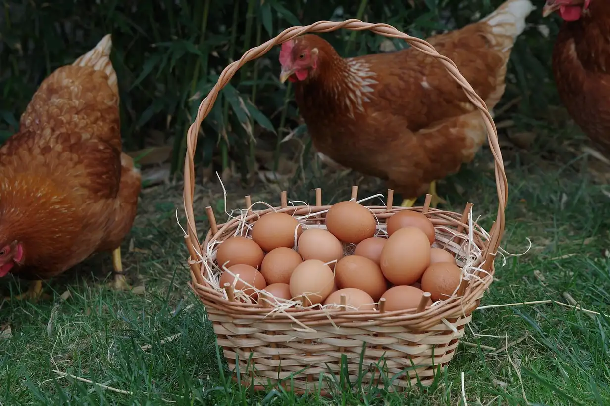 Poules au potager : gérer fumier, compost et fertilité du sol