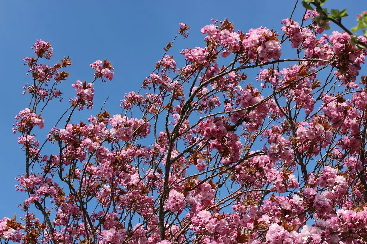 Quand planter le cerisier ? 5 erreurs à éviter pour une bonne reprise