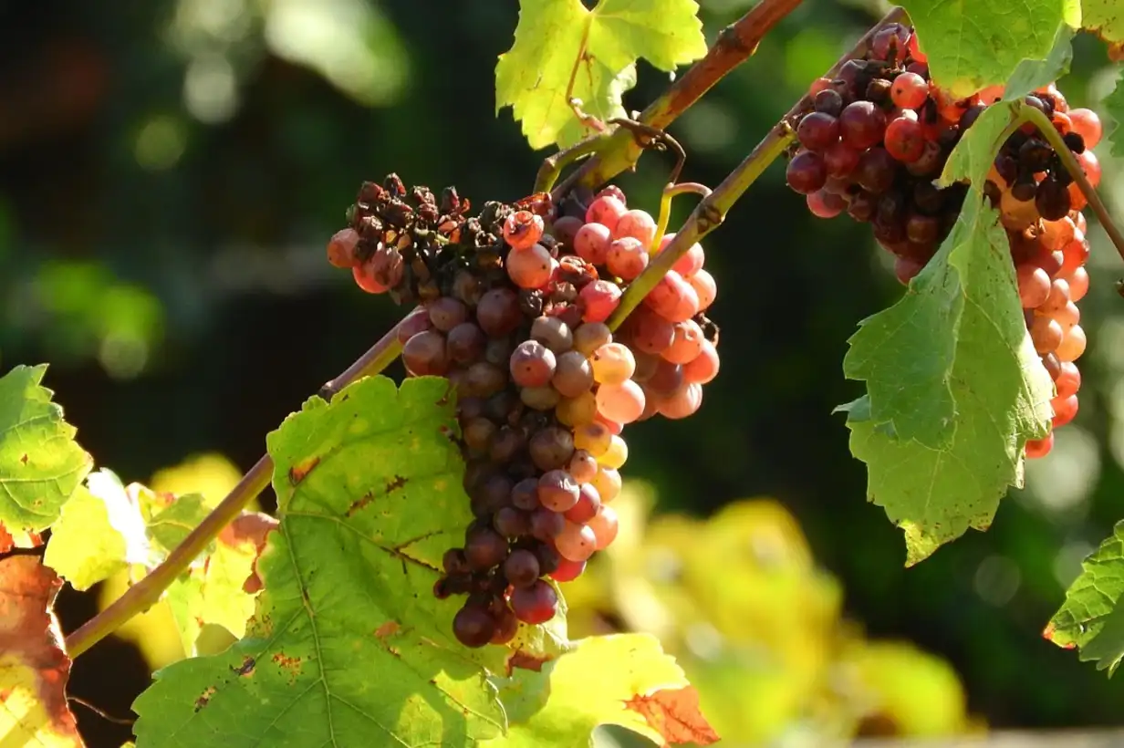 Quand tailler la vigne ? 5 erreurs à éviter pour une belle récolte