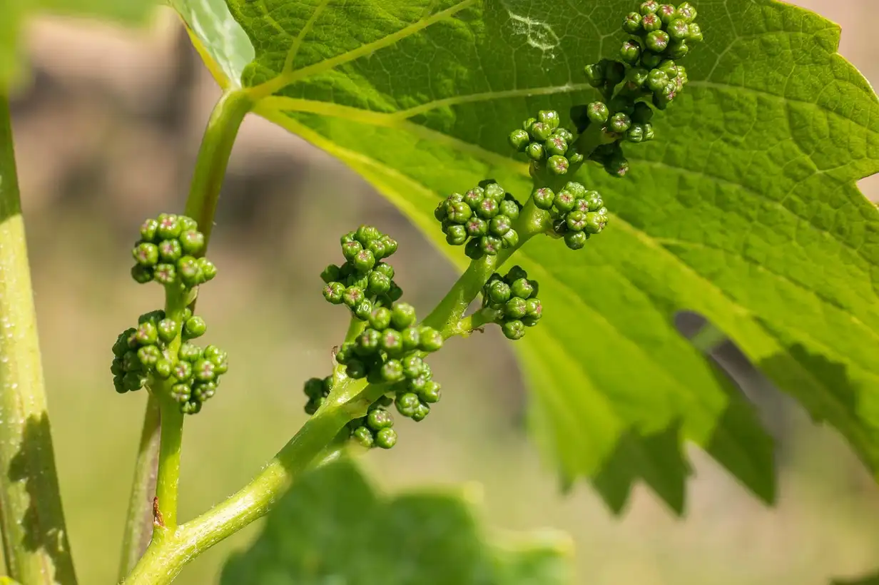 Quand tailler la vigne ? Calendrier pratique mois par mois 2026