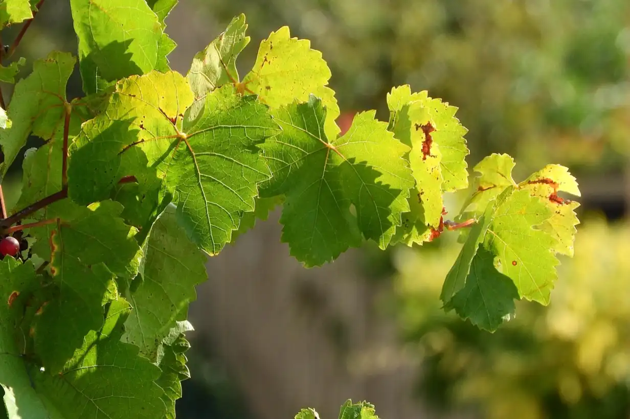 Quand tailler la vigne ? Guide complet taille vigne 2026