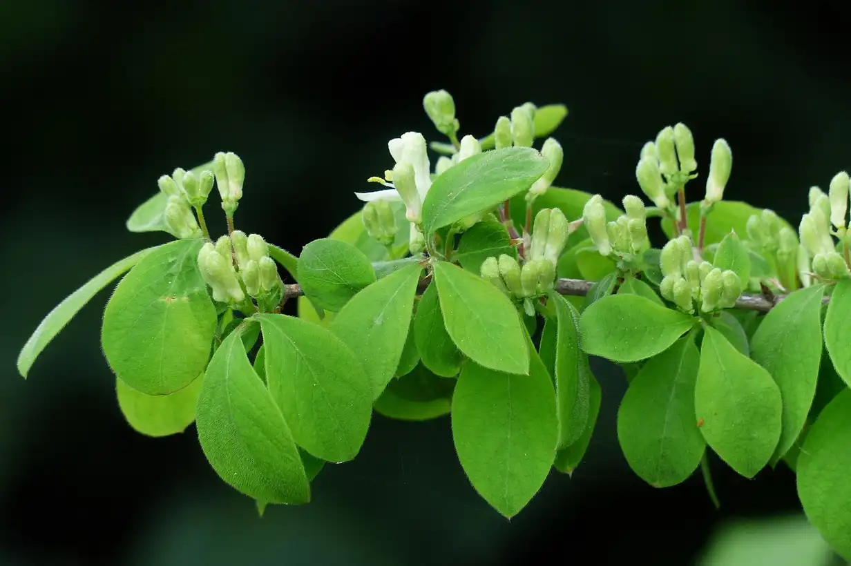 Quand tailler le chèvrefeuille ? 7 erreurs à éviter absolument